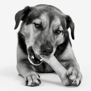 Mastication